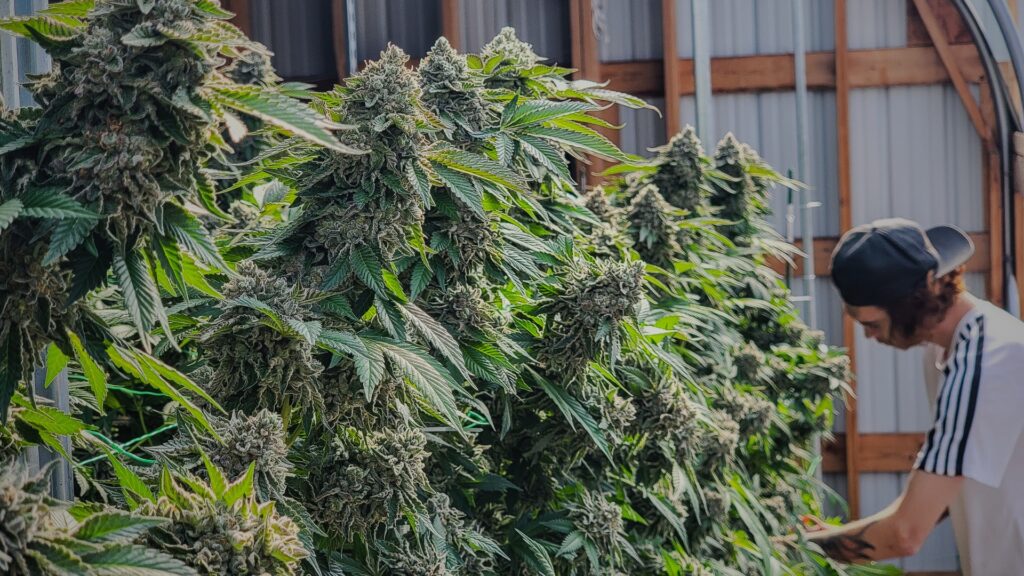 man trimming cannabis plants