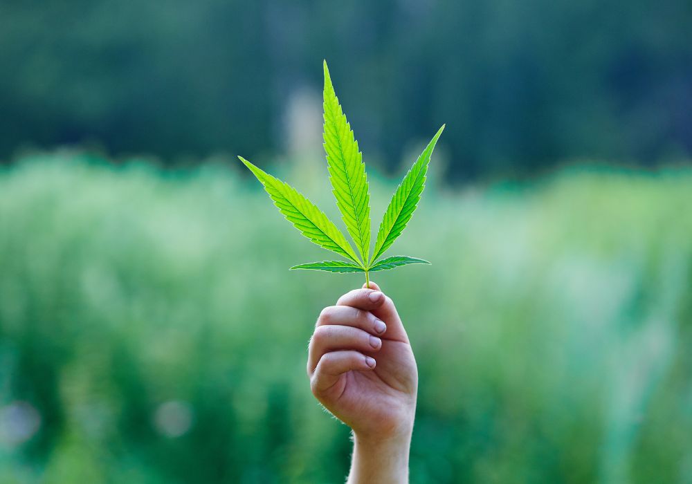 Holding cannabis leaf