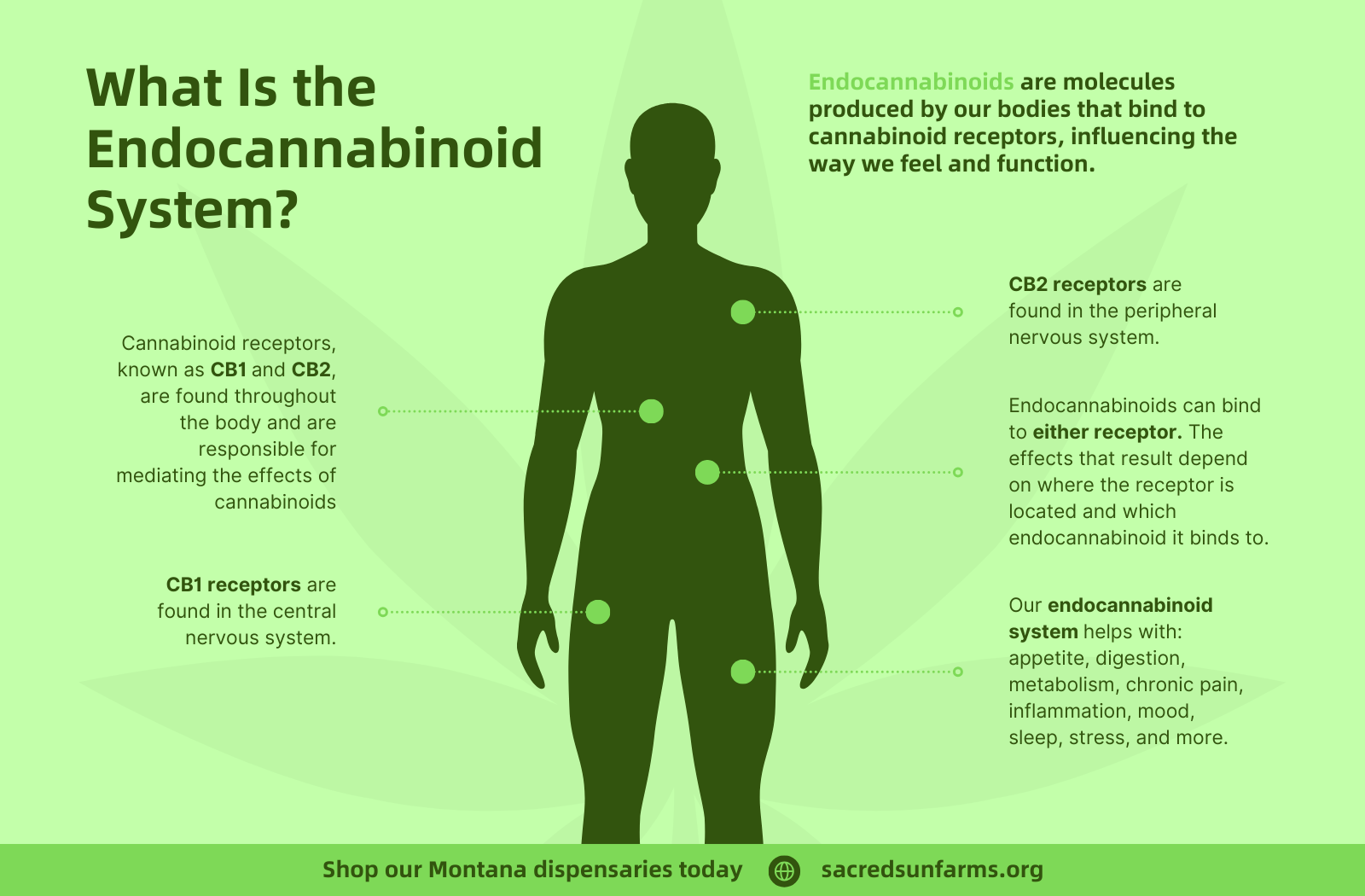 What Is the Endocannabinoid System