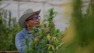 Cannabis farmer
