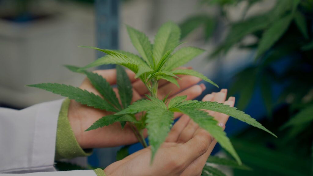 cannabis plant