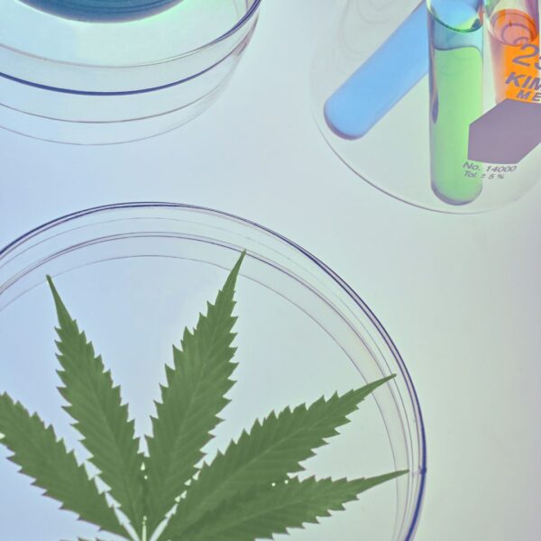 Marijuana in a patri dish