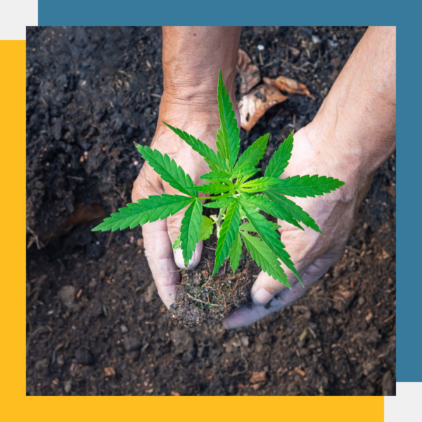 Korean Natural Farming - 1