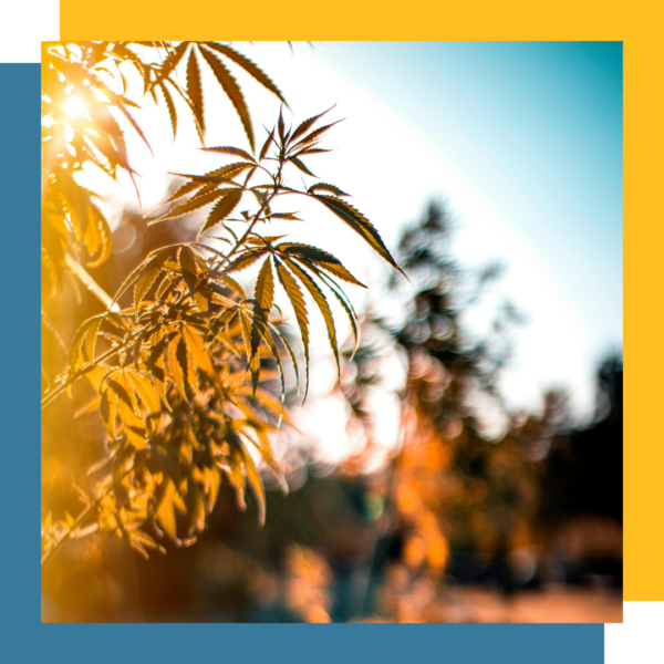 Korean Natural Farming - 2