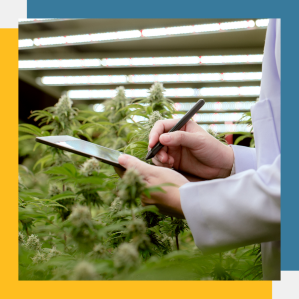 Korean Natural Farming - 3