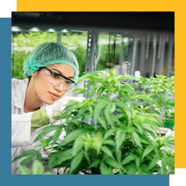 Korean Natural Farming - 4