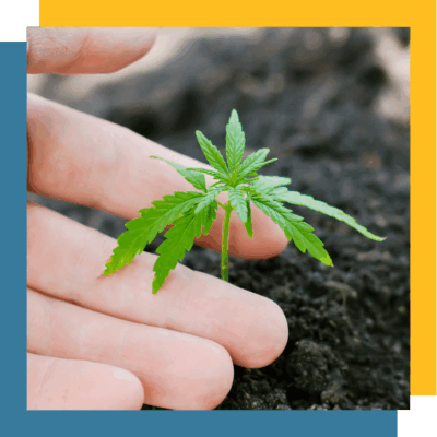 Cannabis plant sprouting from soil