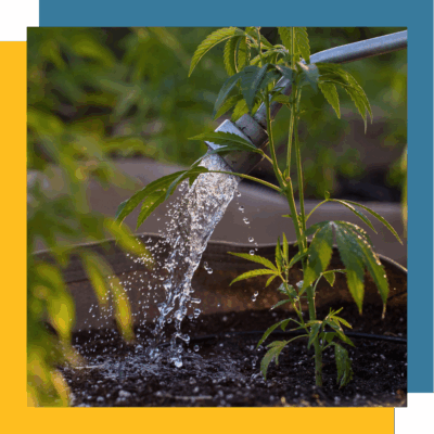 Farmer watering plants