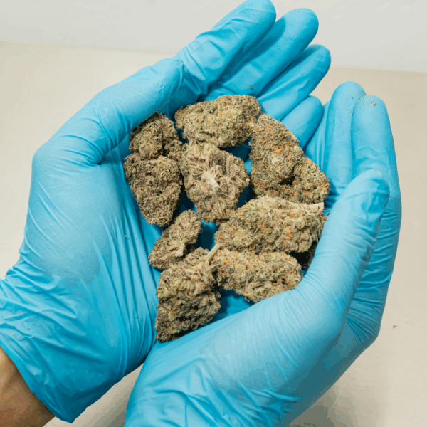 gloved hands holding cannabis