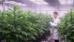 An array of healthy cannabis plants under grow lights