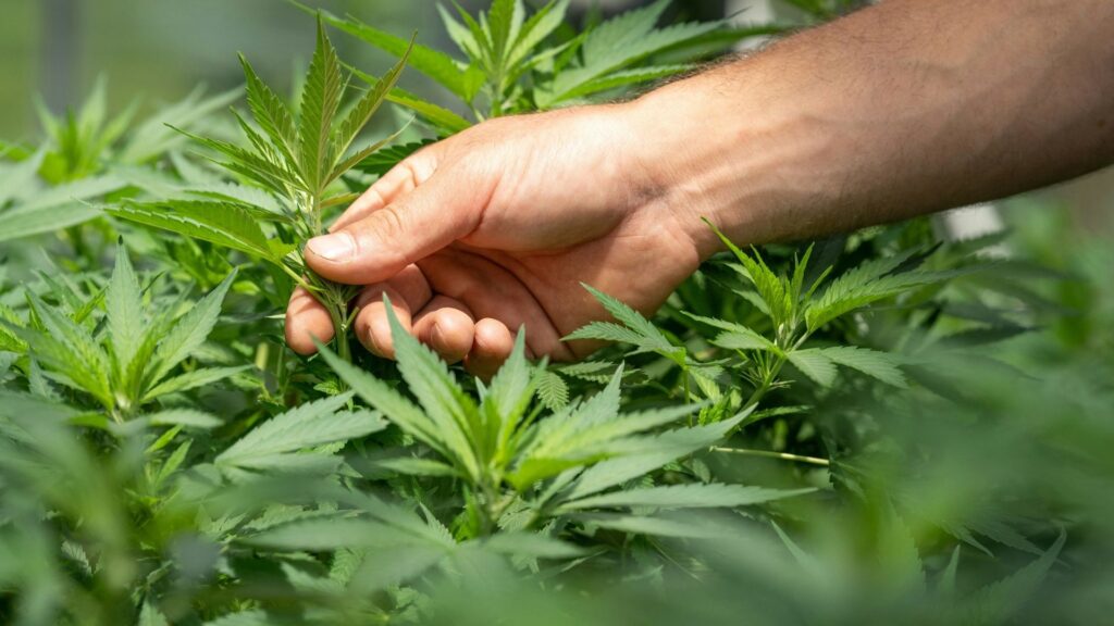 grower touching marijuana plant