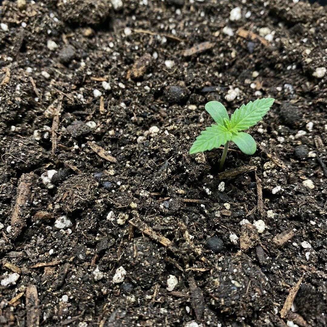 Close-up view of a small green cannabis seedling sprouting from rich, dark organic compost soil.