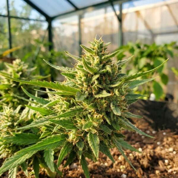 cannabis plants