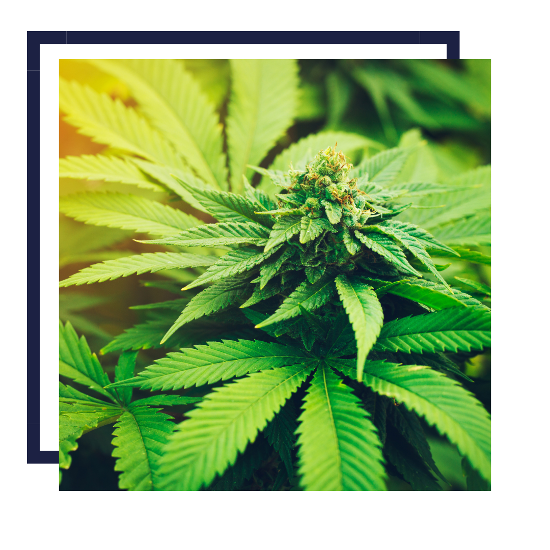Cannabis flower