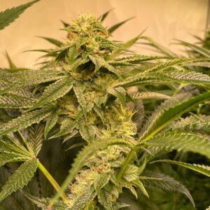 Cannabis plant