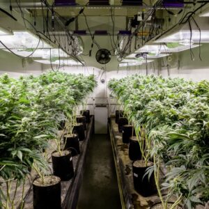Multiple cannabis plants under grow lights