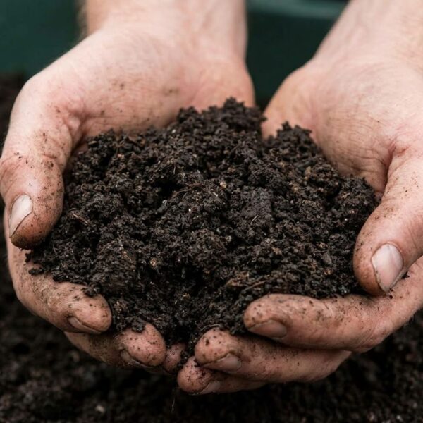 Close-up of healthy soil with indigenous microorganisms