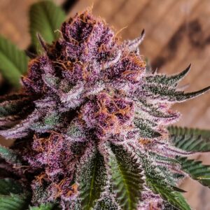 A macro close-up of a Cherry Jubilee strain showing vibrant purple and magenta tones and the bud heavily coated in frosty white trichomes.