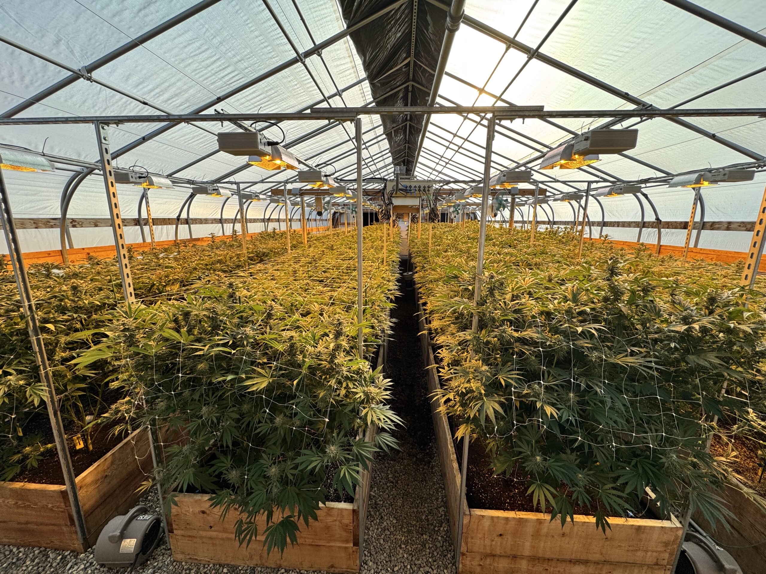 A dense canopy of premium, sun-grown cannabis plants flowering inside a Sacred Sun Farms greenhouse facility in Montana.