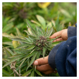 image of marijuana in someone's hands