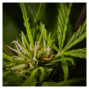 a healthy marijuana plant