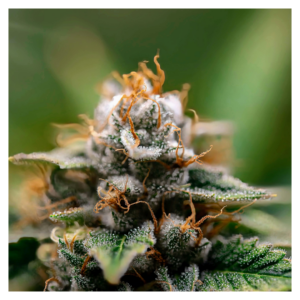 healthy marijuana plant