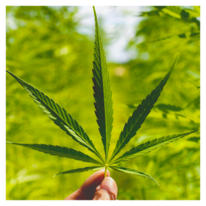 image of a hand holding marijuana